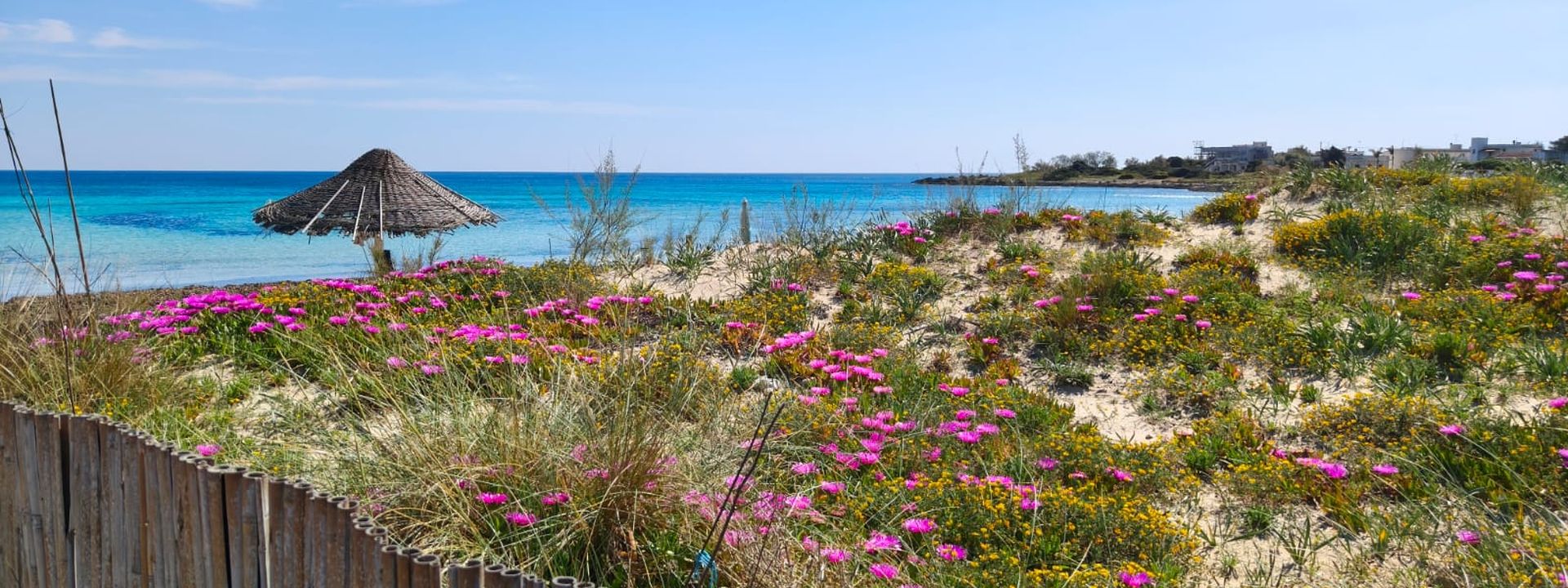 Dune fiorite con macchia mediterranea
