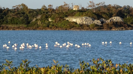 Spiaggia Salina dei Monaci Manduria fenicotteri