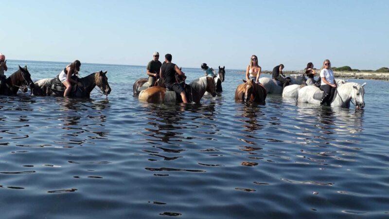 Mare cavallo spiaggia