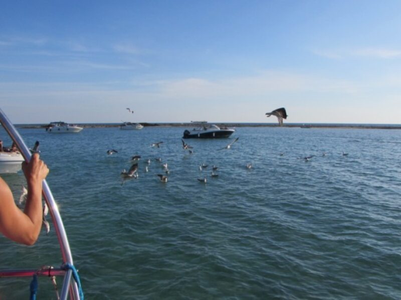 Escursioni in barca porto cesareo 067