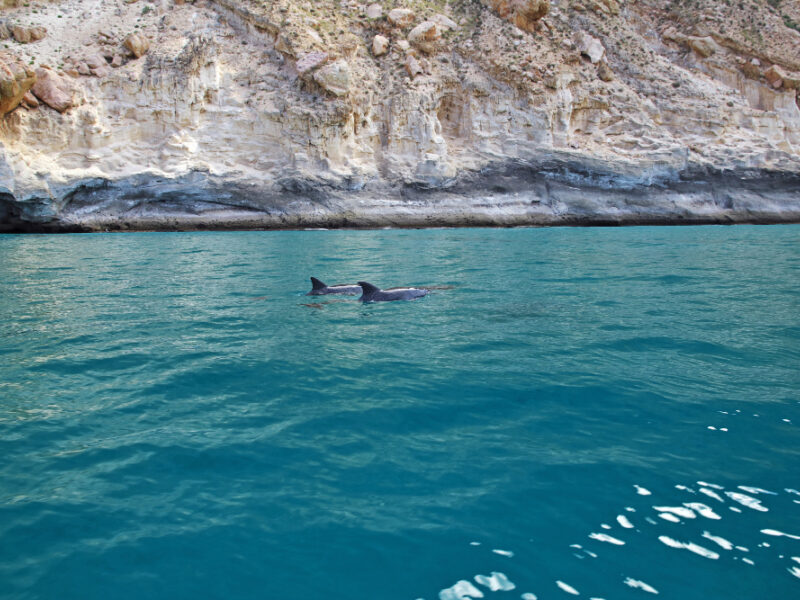 Avvistamento delfini barca taranto