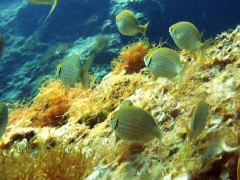 Immersioni punta prosciutto1