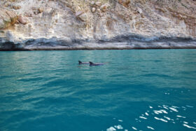 Avvistamento delfini barca taranto