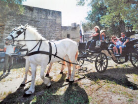 Passeggiata carrozza cesine 1