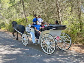 Passeggiata carrozza cesine 3