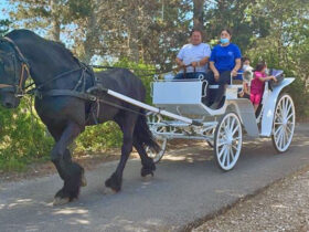 Passeggiata carrozza cesine 4