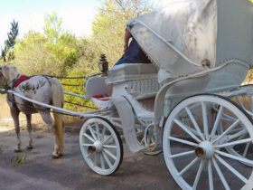 Passeggiata carrozza cesine 5