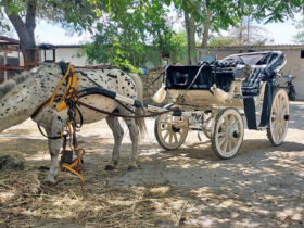 Passeggiata carrozza cesine 6