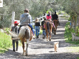 Passeggiata cavallo cesine 11