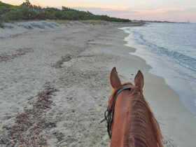 Passeggiata cavallo cesine 2