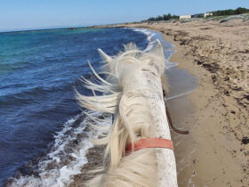 Passeggiata cavallo cesine 4