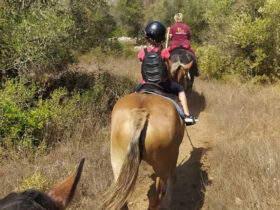 Passeggiata cavallo macchia mediterranea 3