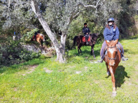Passeggiata cavallo macchia mediterranea 8