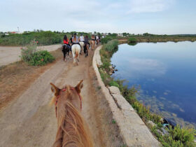 Passeggiata cavallo porto cesareo 10