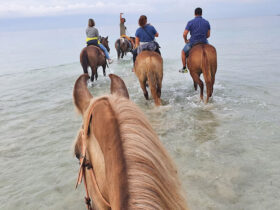 Passeggiata cavallo porto cesareo 11