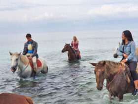 Passeggiata cavallo porto cesareo 12