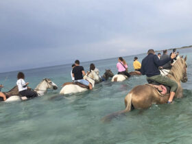 Passeggiata cavallo porto cesareo 13