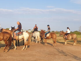 Passeggiata cavallo porto cesareo 15