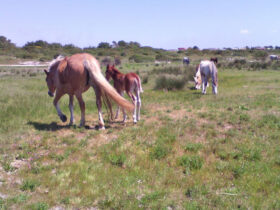 Passeggiata cavallo porto cesareo 2