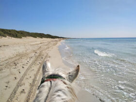 Passeggiata cavallo porto cesareo 4