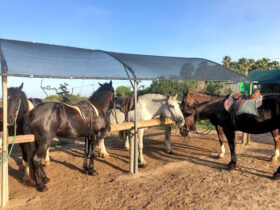 Passeggiata cavallo porto cesareo 5