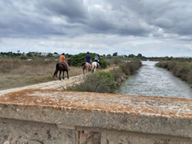 Passeggiata cavallo porto cesareo 8