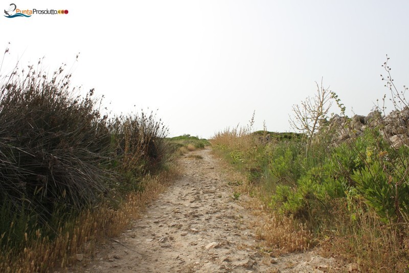 Penisola penisola della strea 81 D