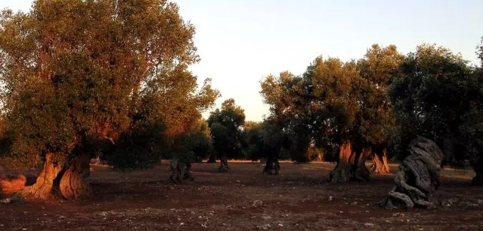 Pressi di porto cesareo