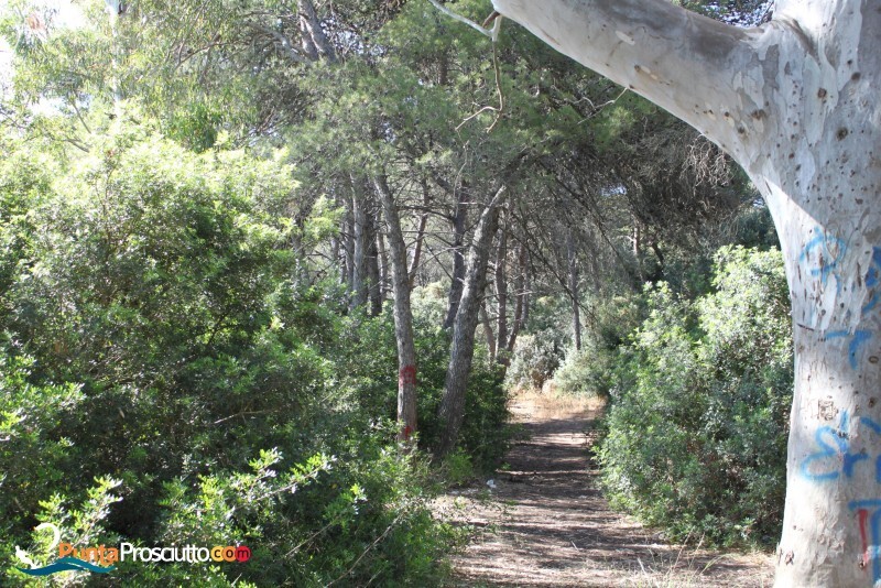 Riserva palude del conte bosco dell arneo Ugt