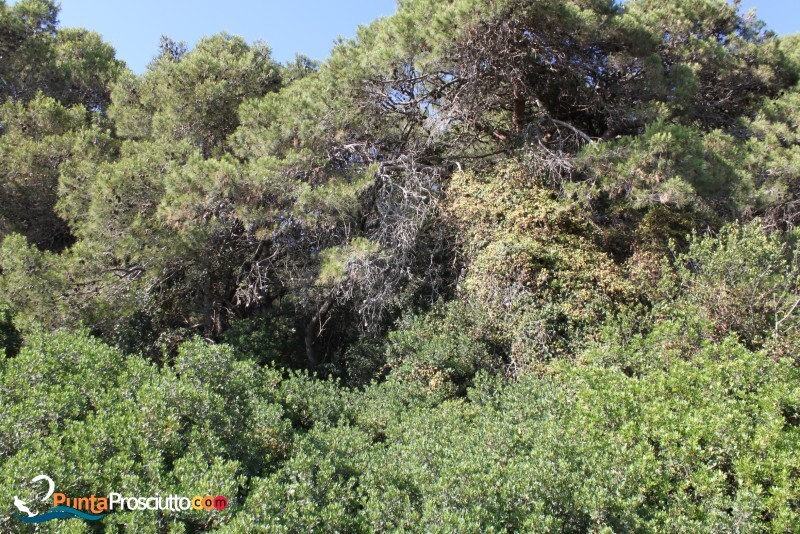 Riserva palude del conte bosco dell arneo V Nr