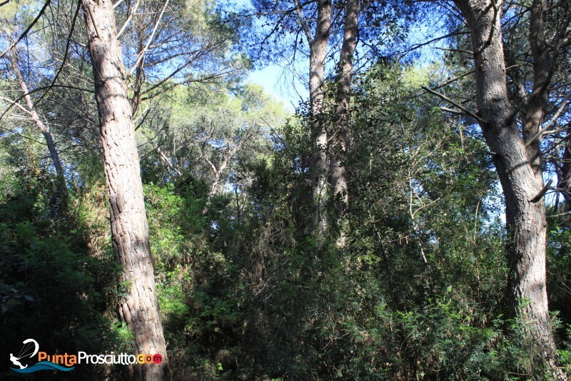 Riserva palude del conte bosco dell arneo Xof