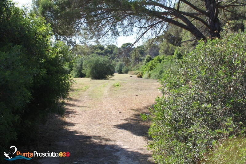 Riserva palude del conte bosco dell arneo YDV