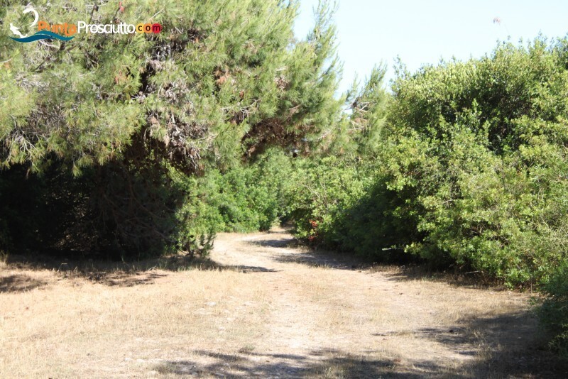 Riserva palude del conte bosco dell arneo k4 K