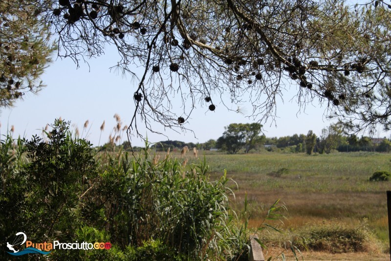 Riserva palude del conte bosco dell arneo q So