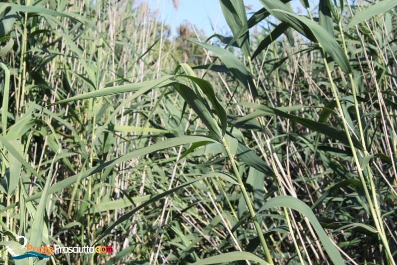 Riserva palude del conte bosco dell arneo w U8