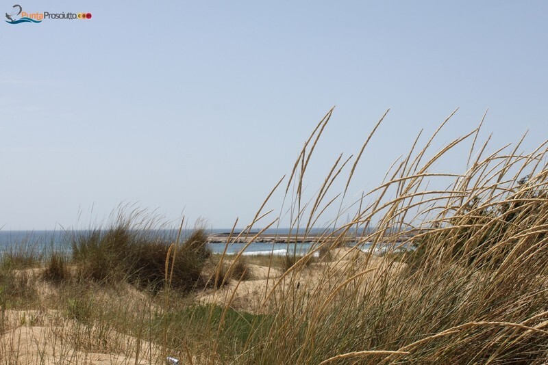 Spiaggia dune di campo marino 4 Qc