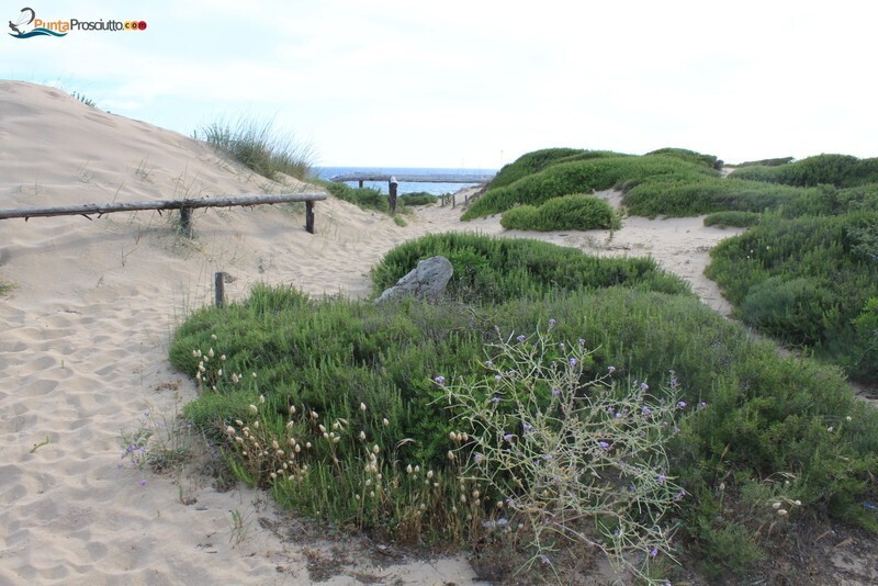 Spiaggia dune di campo marino Xo T