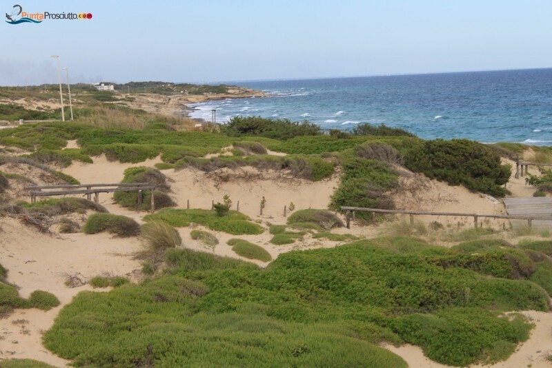 Spiaggia dune di campo marino fv3