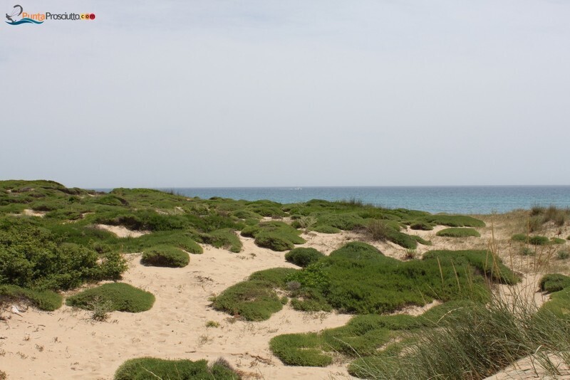 Spiaggia dune di campo marino hz I