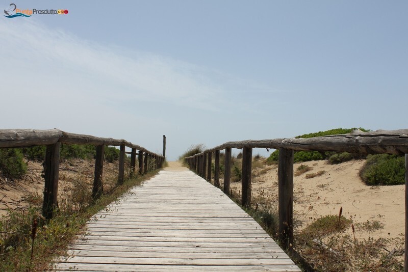 Spiaggia dune di campo marino orq