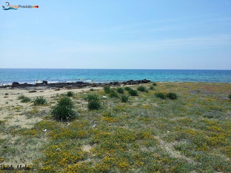 Spiaggia specchiarica 48 C