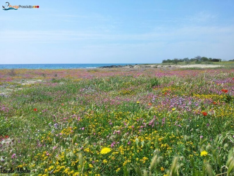 Spiaggia specchiarica c6t