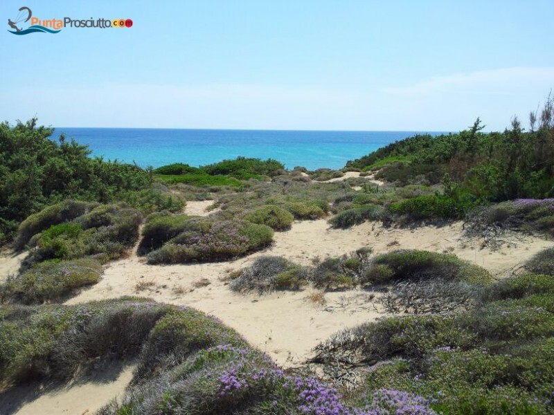 Spiaggia spiaggia zona torre borraco R4h