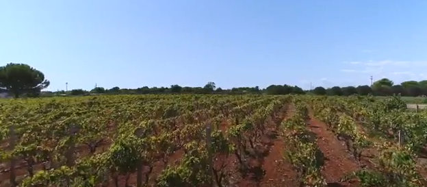 Vigneti campomarino maruggio