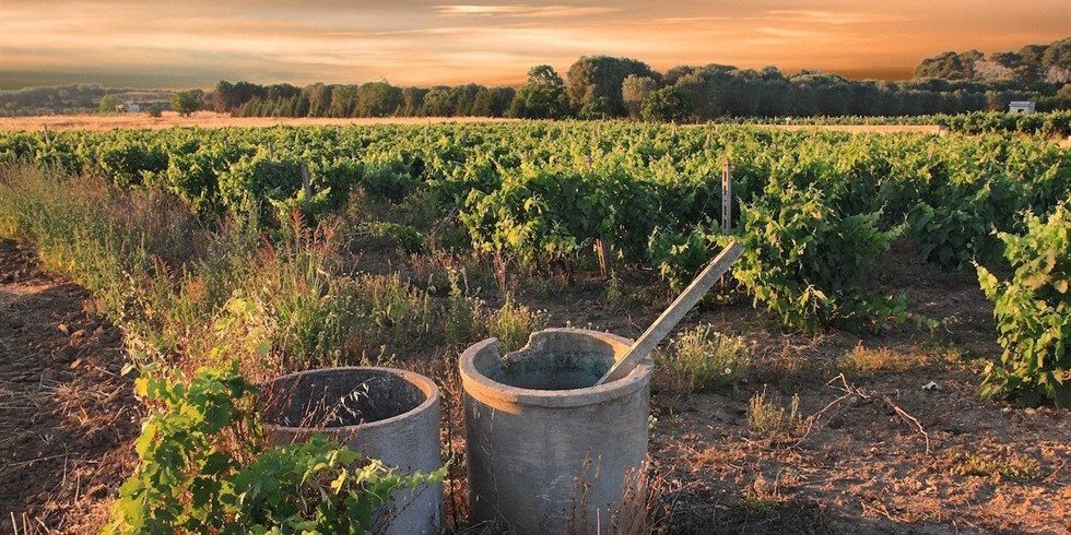 Vigneti in puglia avetrana