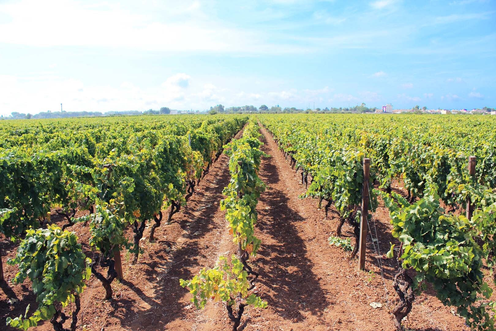 Vino salento vigneti